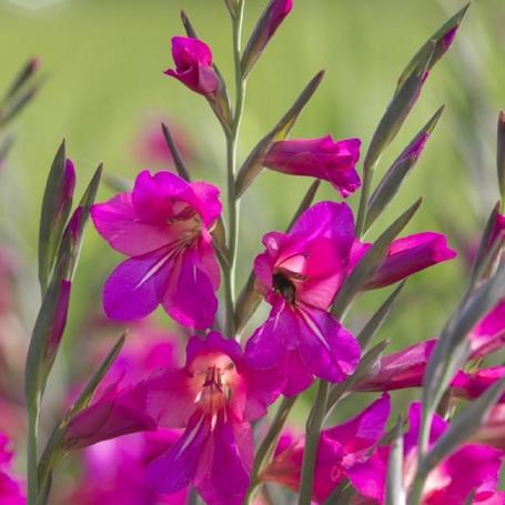 Gladiolus - Communis Byzantinus