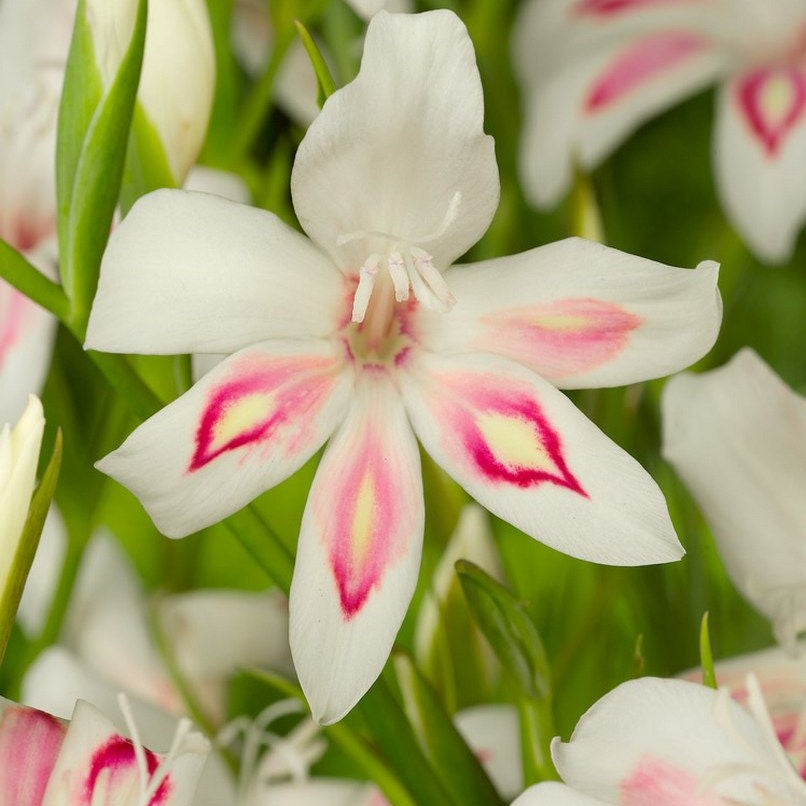 Gladiolus (Sword Lily) - Nymph Nanus