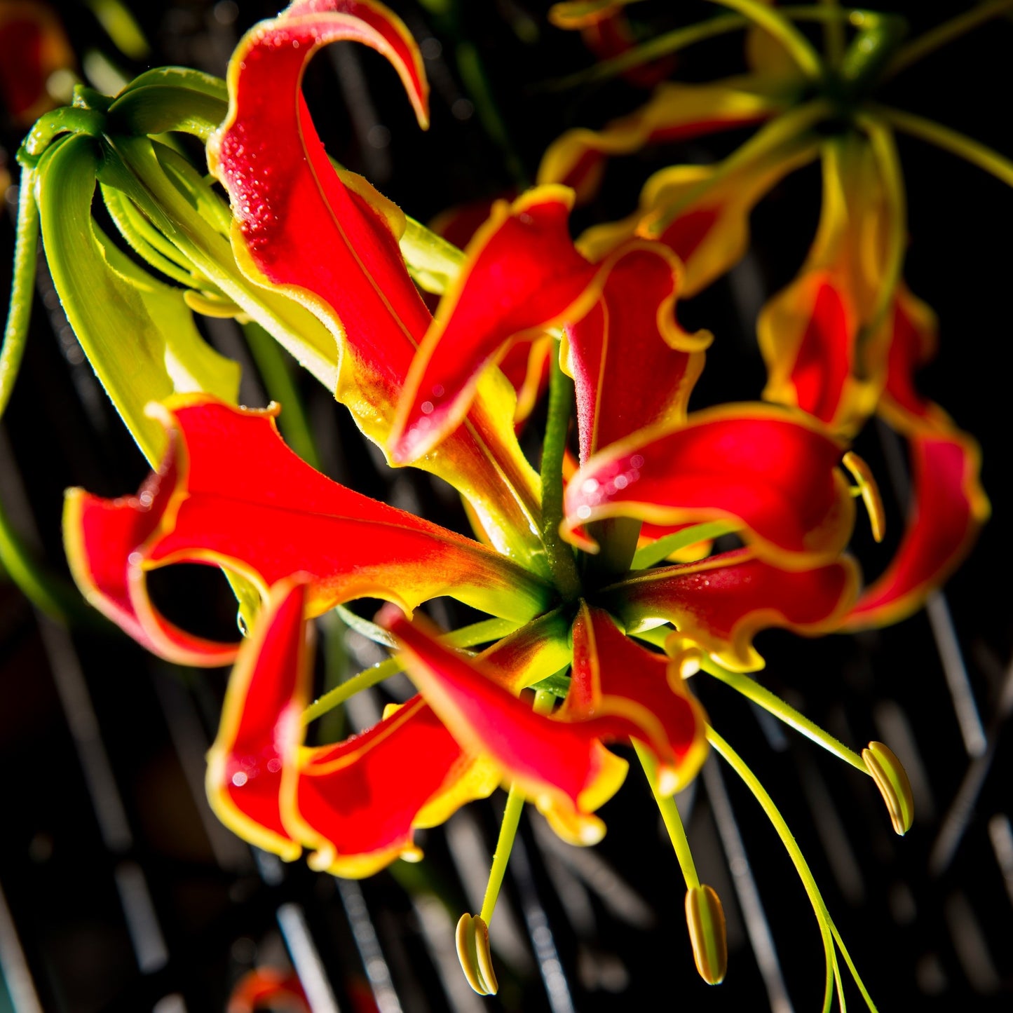 Gloriosa Rothschildiana