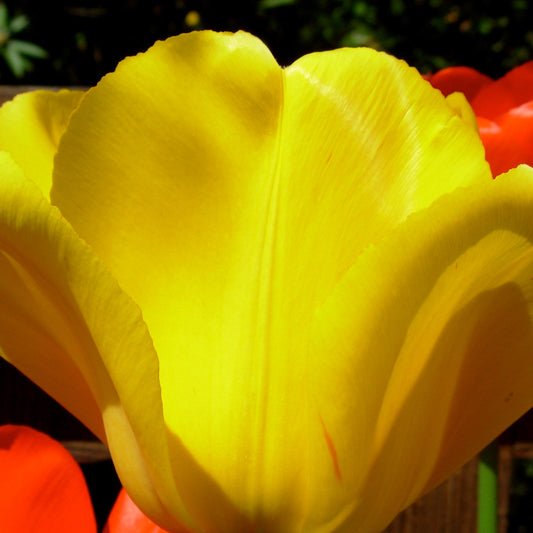 Tulip - Golden Apeldoorn