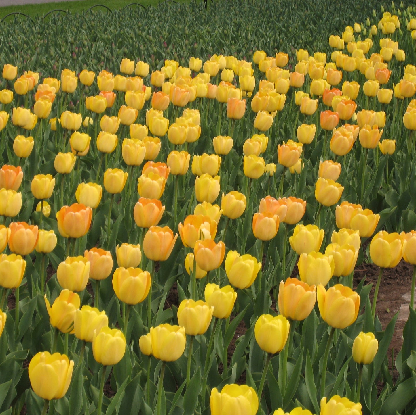 Tulip - Golden Apeldoorn