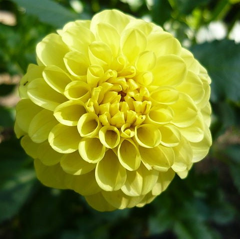 Dahlia Pompom - Golden Torch