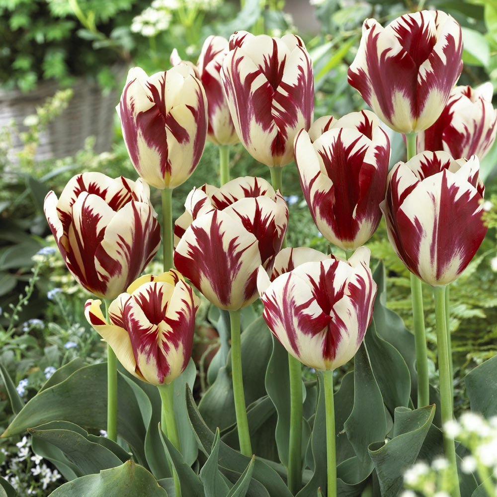 Tulip - Grand Perfection