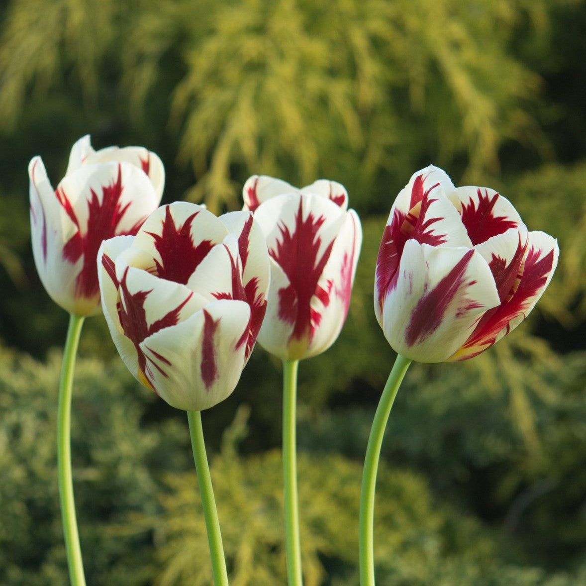 Tulip - Grand Perfection