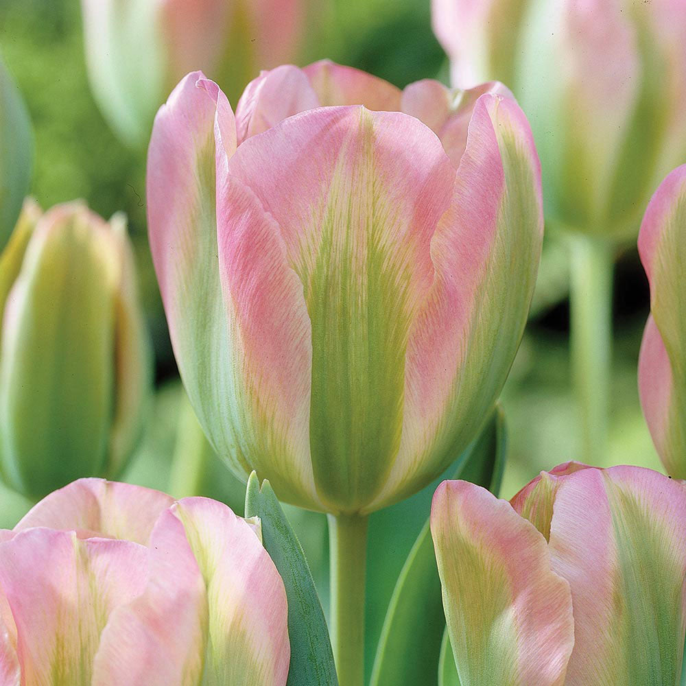 Tulip - Greenland