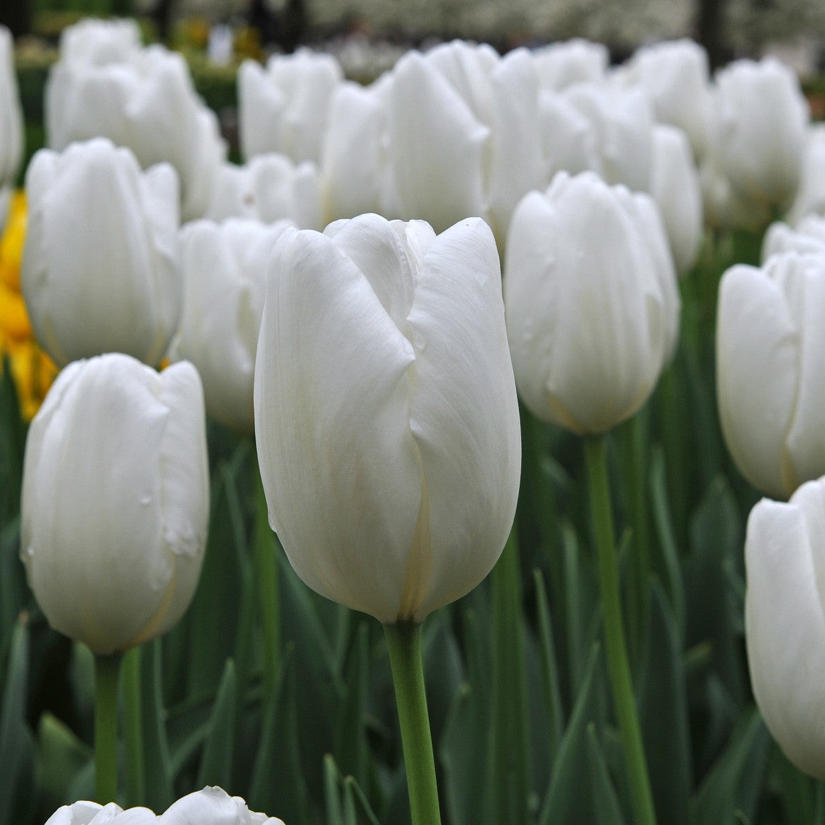 Tulip Red and White Collection.