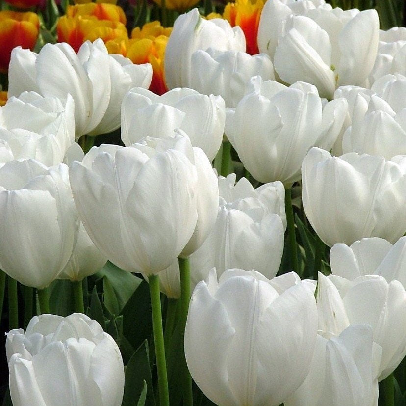 Tulip Red and White Collection.