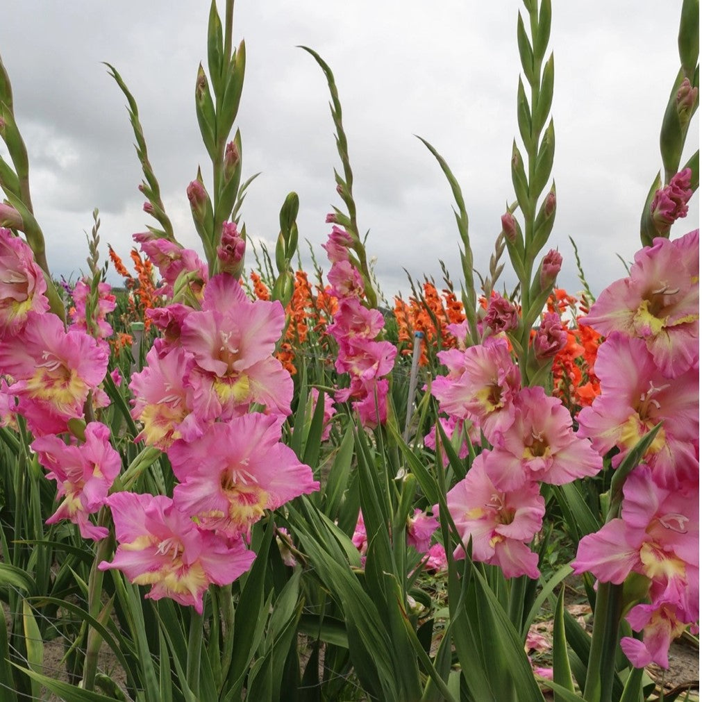 Gladioli - Happy Disco