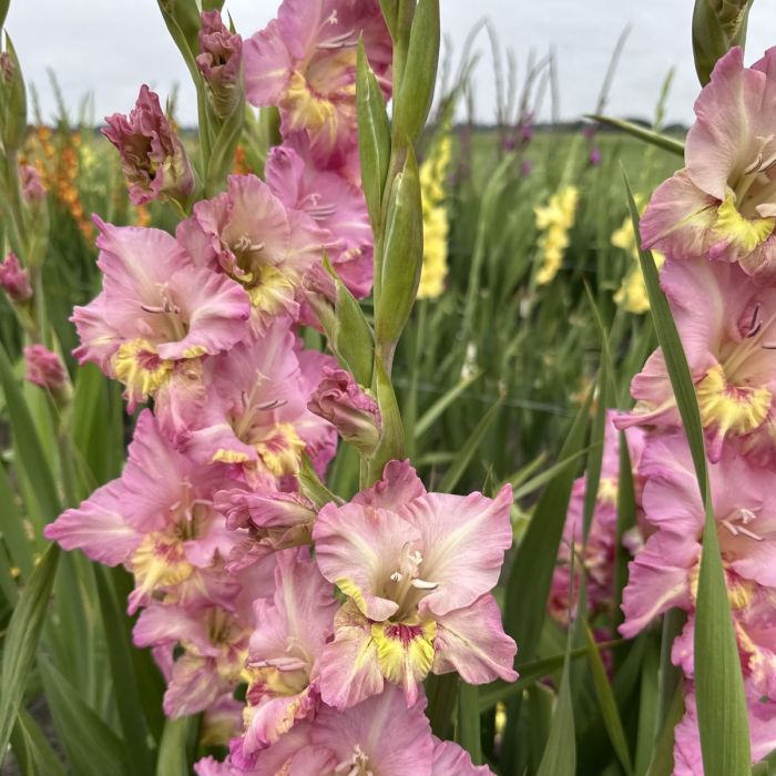 Gladioli - Happy Disco