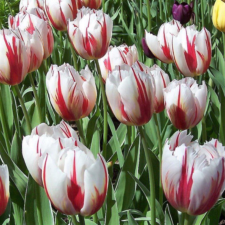 Tulip - Happy Generation