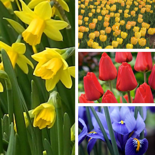 Happy Spring Collection - The Happiest of Gifts For That Special Someone!