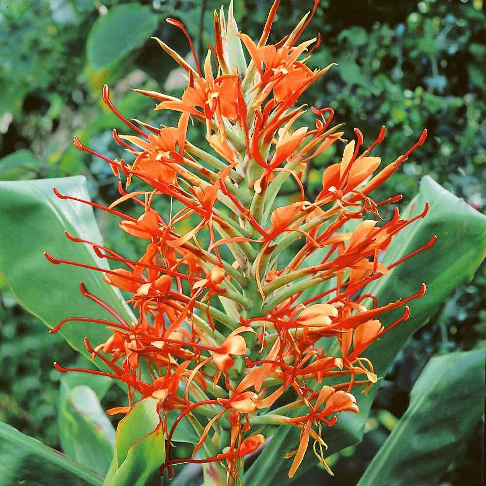 Hedychium Aurantiacum  ( Ginger Lilies )