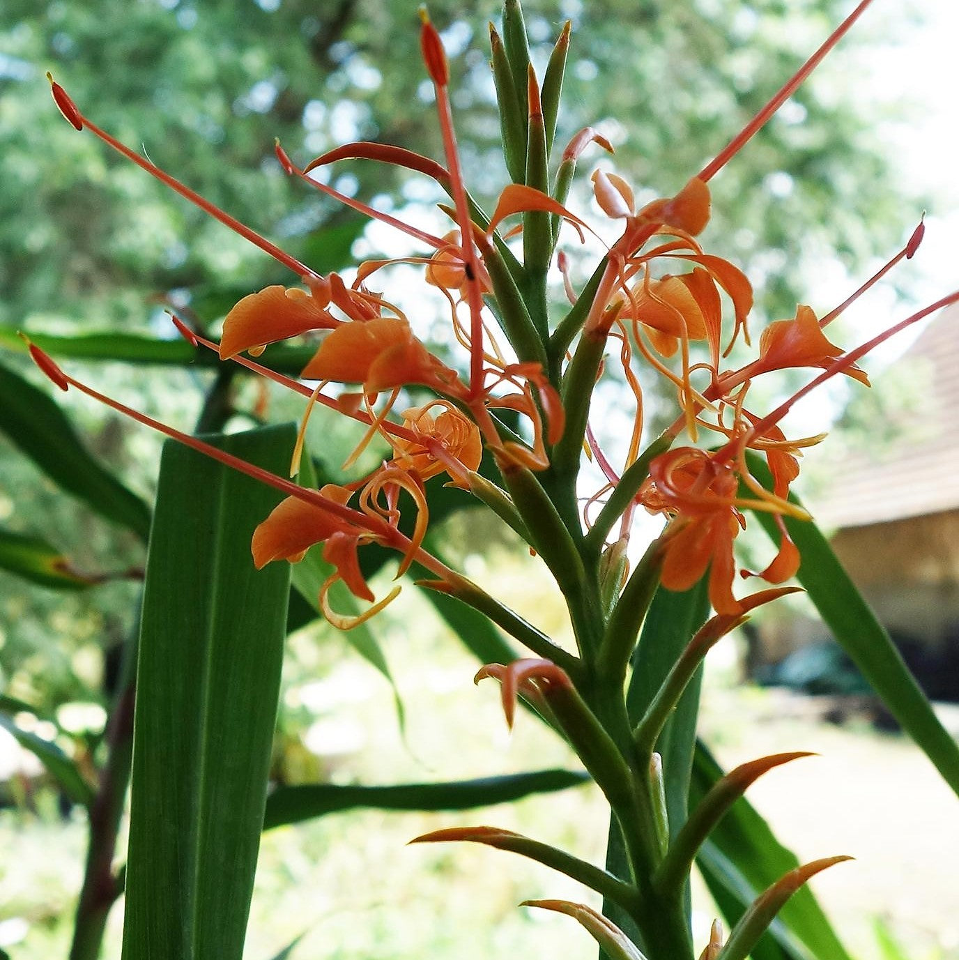 Hedychium Aurantiacum  ( Ginger Lilies )