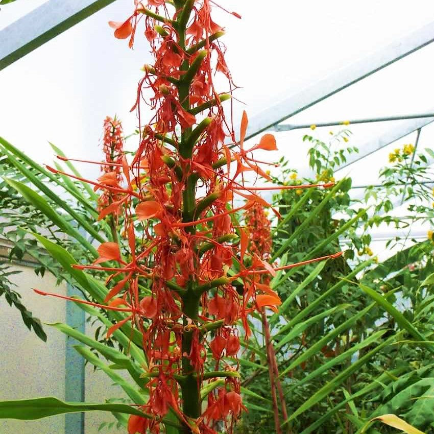 Hedychium Aurantiacum  ( Ginger Lilies )