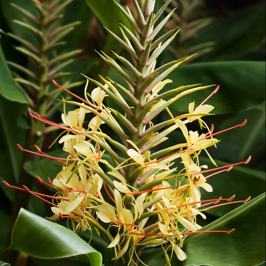 Hedychium Gardnerianum (Ginger Lilies)