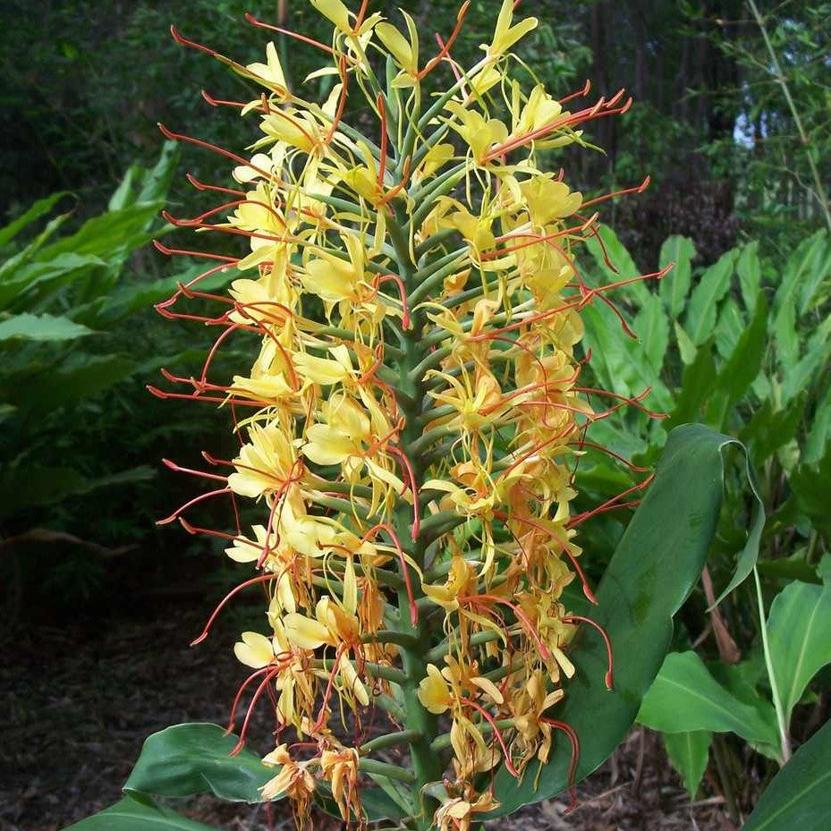 Hedychium Gardnerianum (Ginger Lilies)