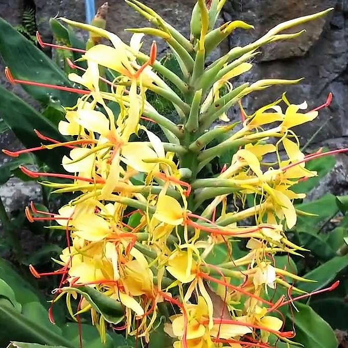 Hedychium Gardnerianum (Ginger Lilies)