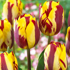 Tulip - Helmar