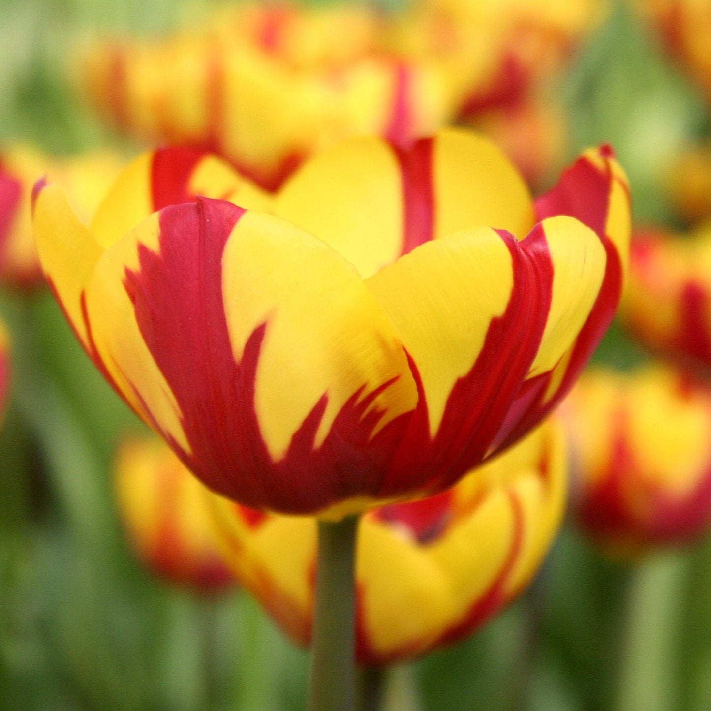 Tulip - Helmar