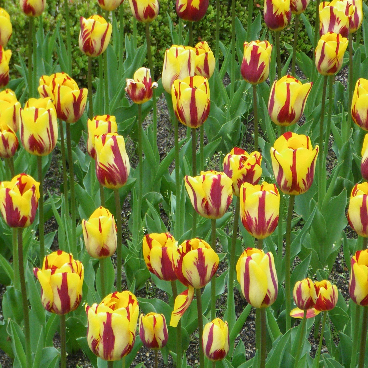 Tulip - Helmar