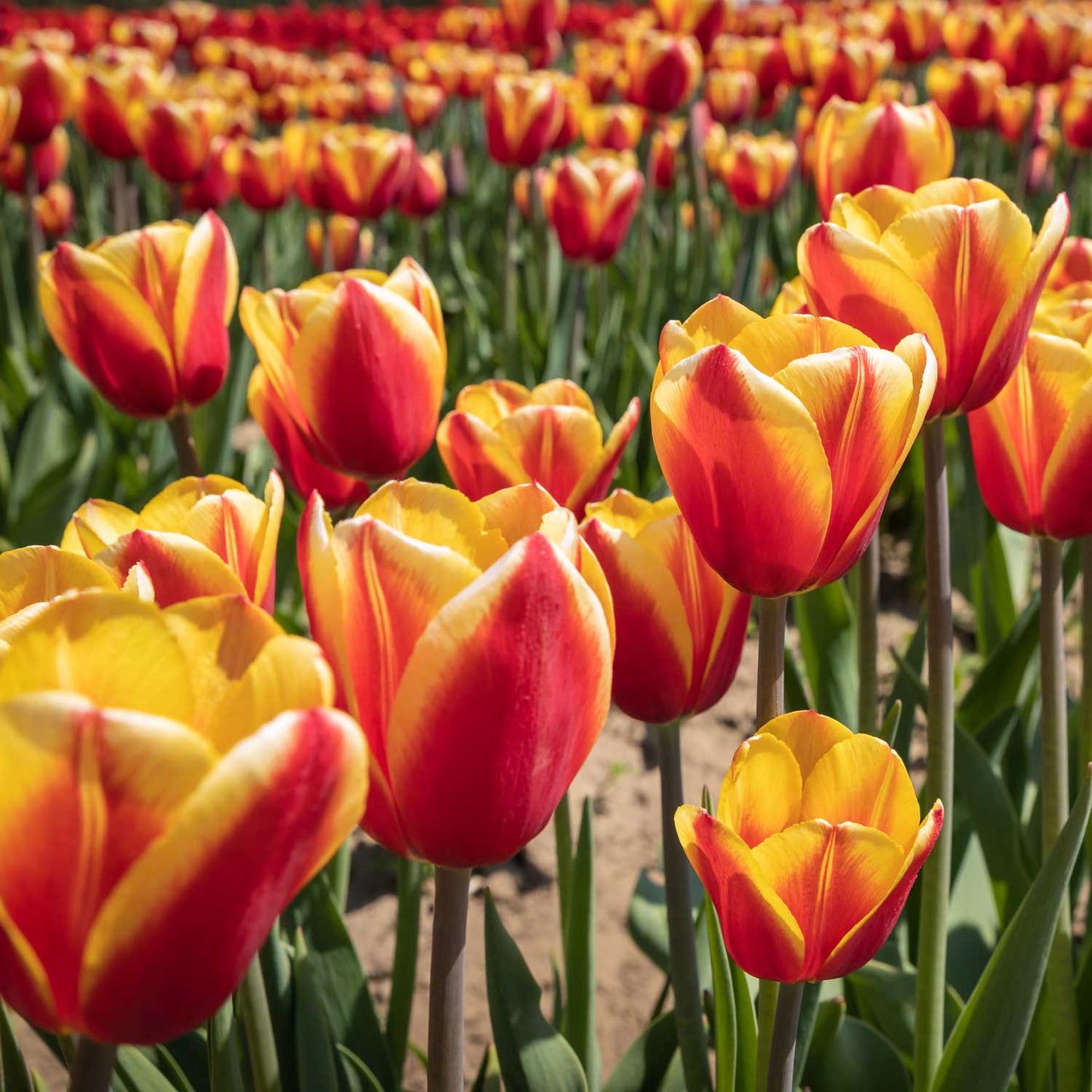 Tulip - Hiker