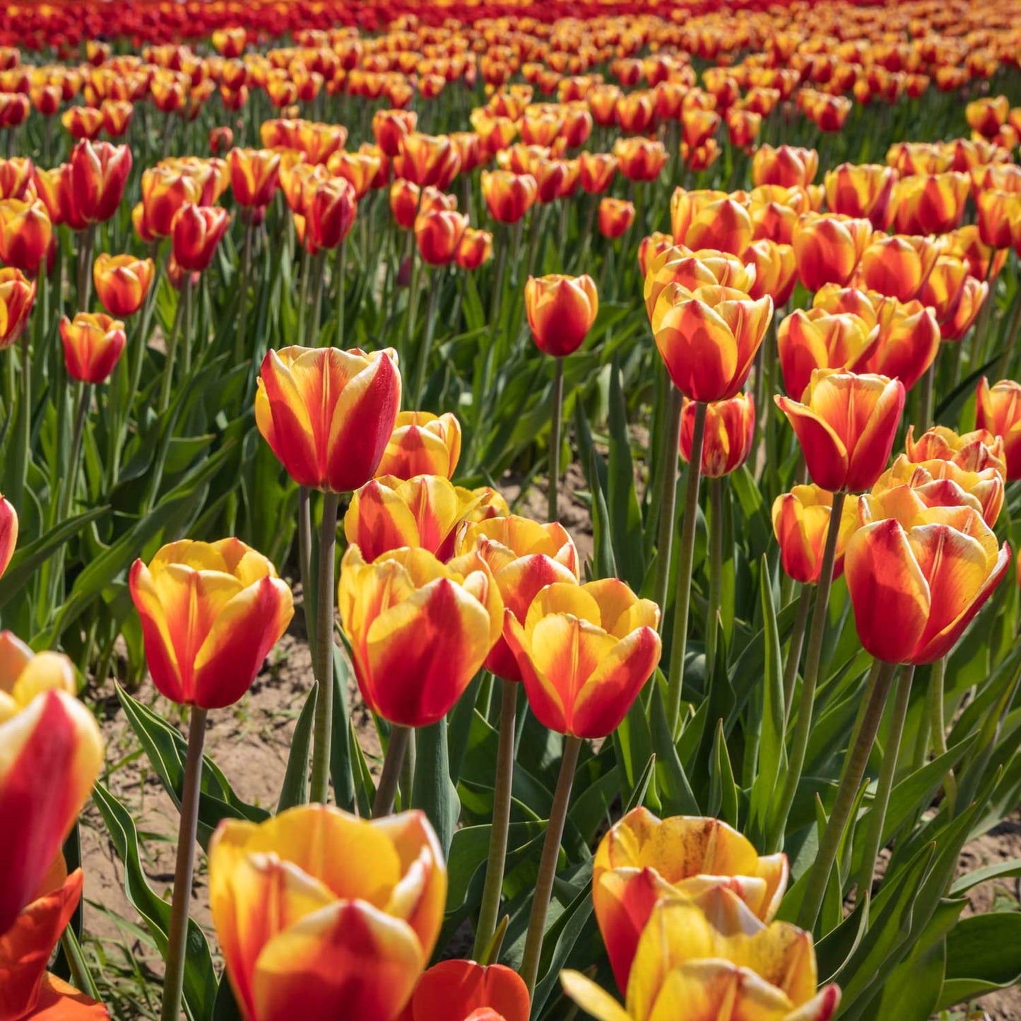 Tulip - Hiker