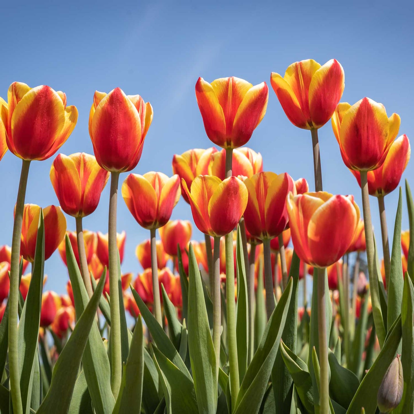 Tulip - Hiker