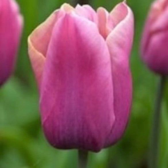 Tulip - Holland Beauty