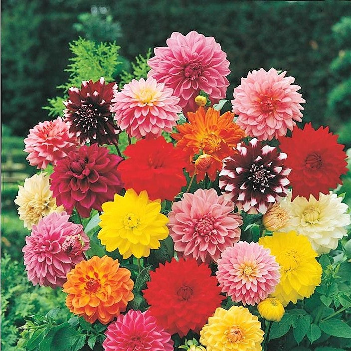 Mixed Dahlia -