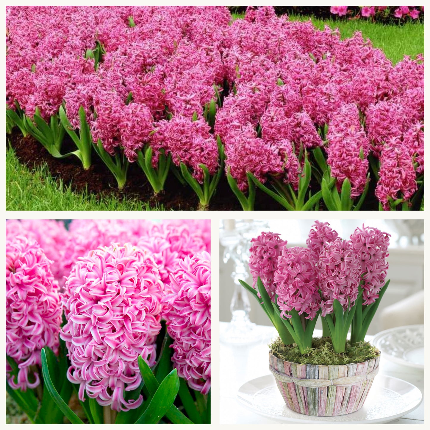 Hyacinth - Pink Pearl
