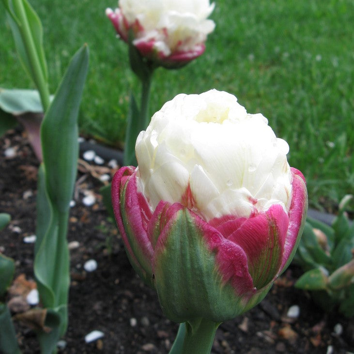 Tulip - Ice Cream