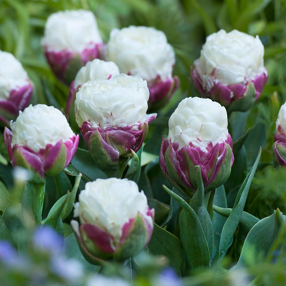 Tulip - Ice Cream