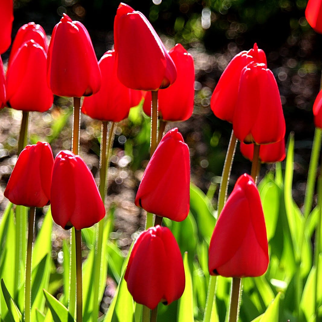 Tulip - Ile De France