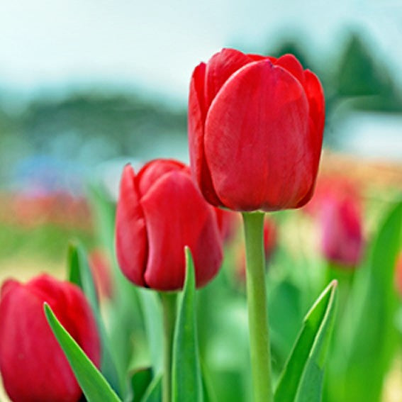 Tulip - Ile De France