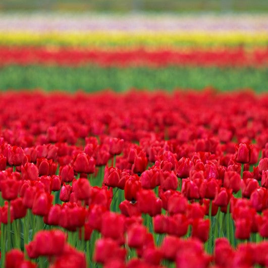 Tulip - Ile De France