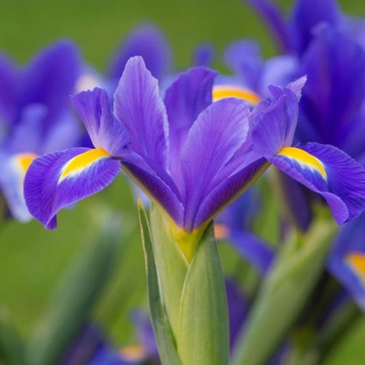 Iris - Blue Magic
