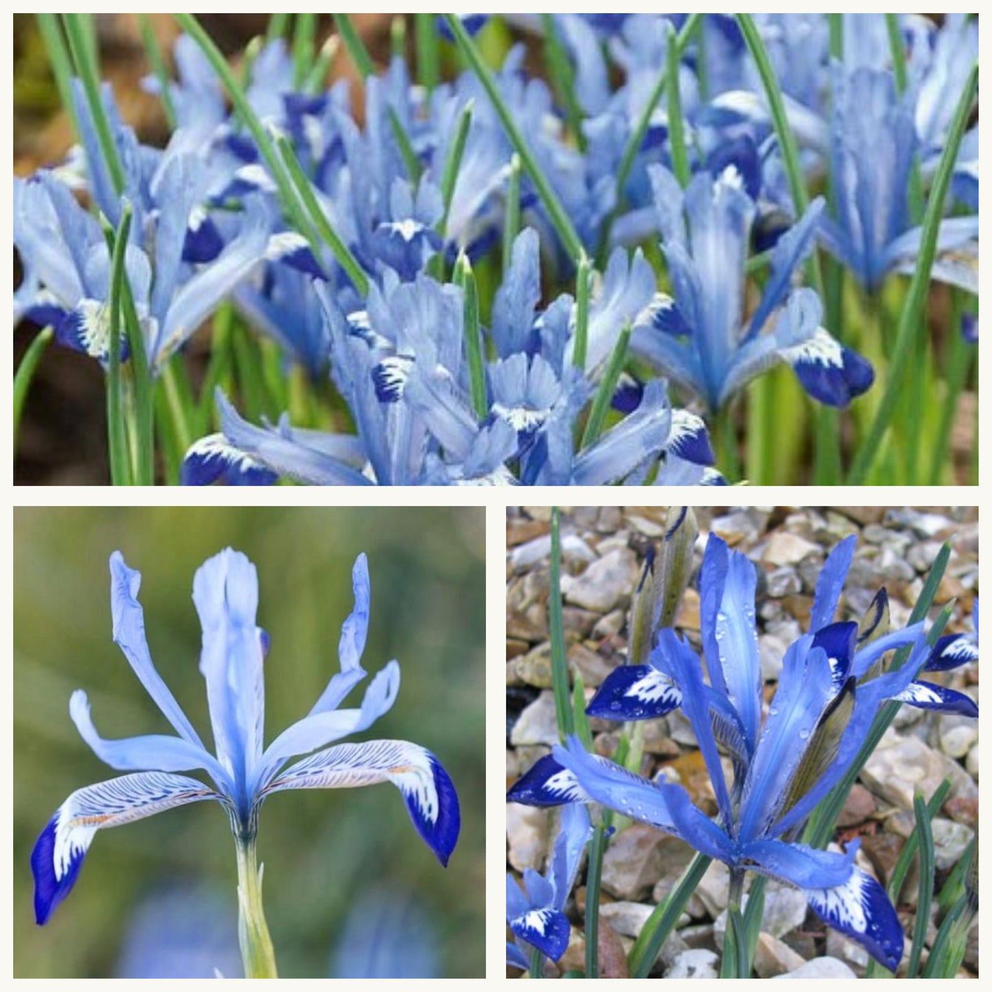 Iris-Clairette