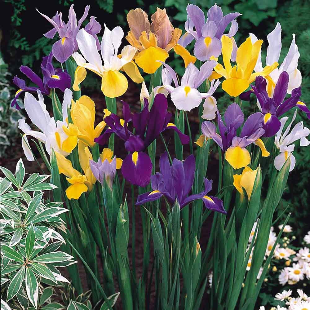 Iris - Dutch Mixed