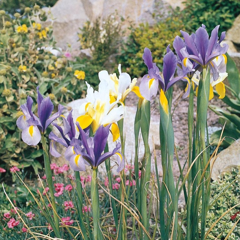 Iris - Dutch Mixed