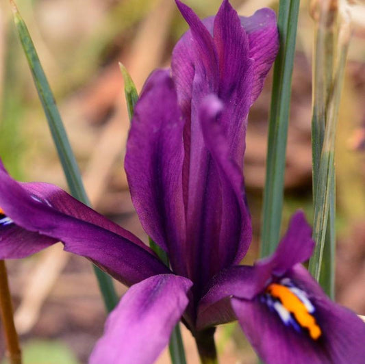 Iris Reticulata - J. S. Dijt