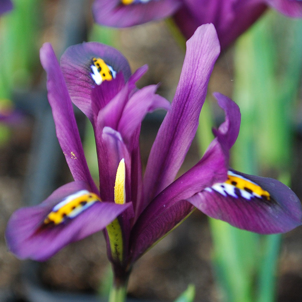 Iris Reticulata - J. S. Dijt