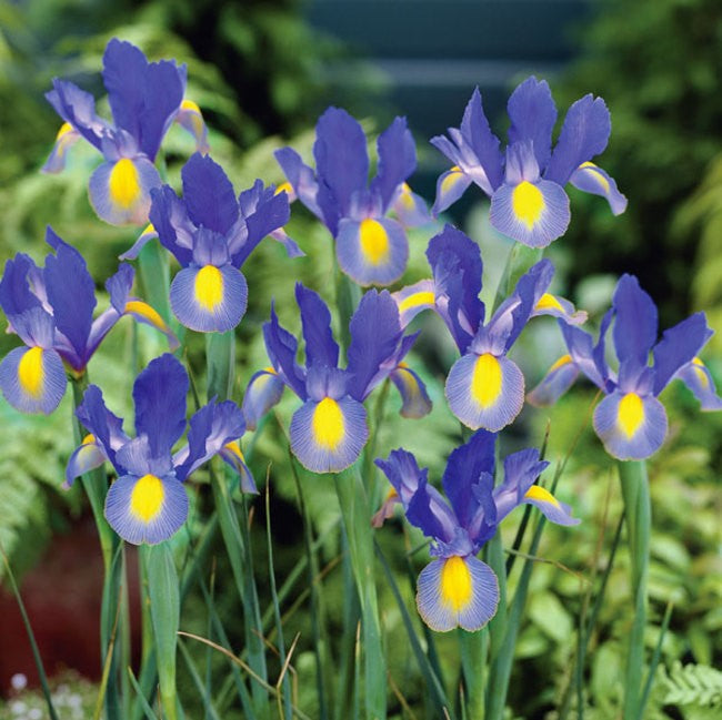 Iris - Sapphire Beauty