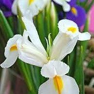 Iris - White Van Vliet