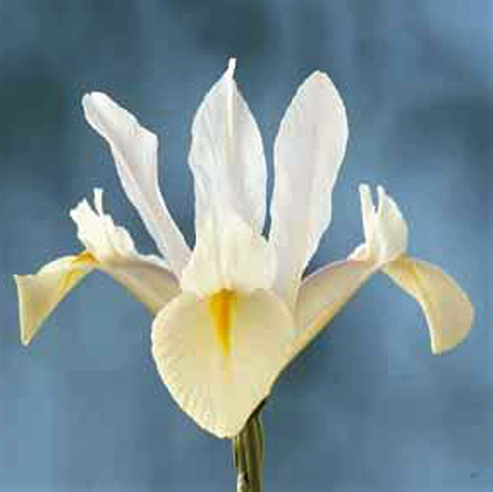 Iris - White Van Vliet