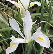 Iris - White Van Vliet