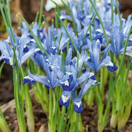 Iris-Clairette