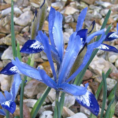 Iris-Clairette