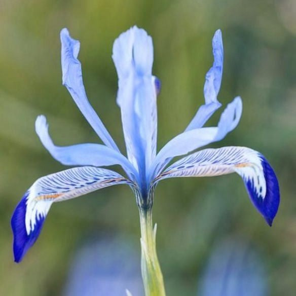 Iris-Clairette