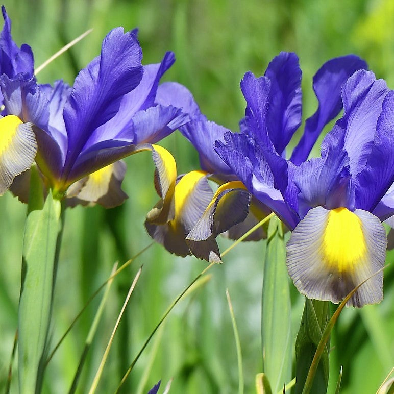 Iris - Frans Hals