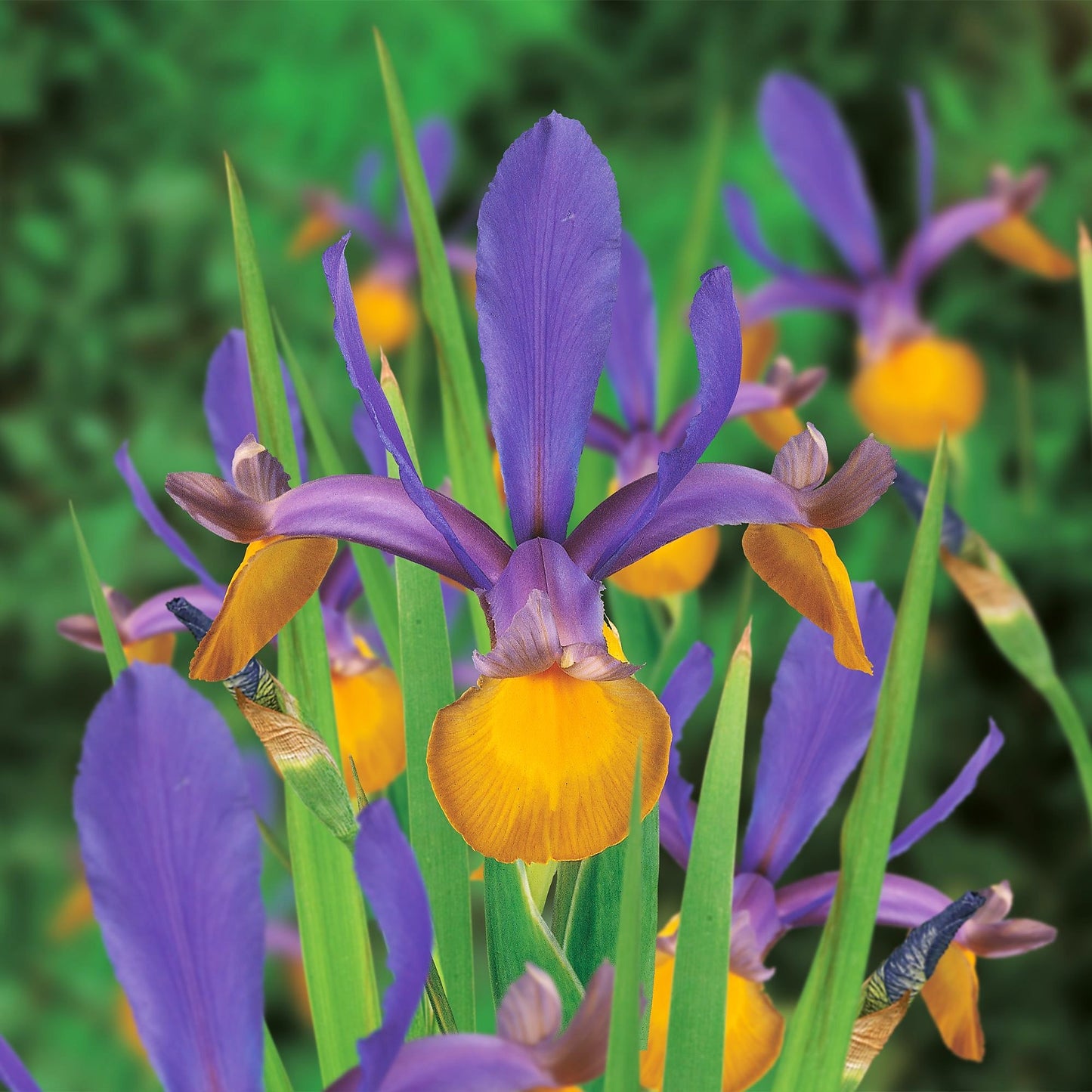 Iris - Frans Hals